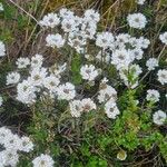 Iberis ciliata Libunga
