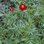 Tagetes erecta Облик