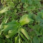 Polygonatum latifolium 葉