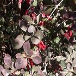 Berberis vulgaris 果