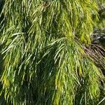 Acacia cognata Fuelha