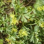 Alchemilla pentaphyllea Συνήθη χαρακτηριστικά