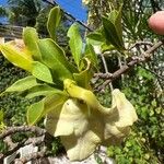 Brunfelsia americana Flor