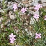 Dianthus furcatus Other