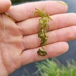 Elodea nuttallii Hoja