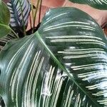 Calathea sanderiana Hoja