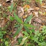 Asclepias incarnata Folha