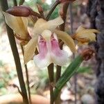 Oeceoclades maculata Λουλούδι