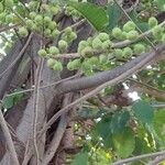 Ficus thonningii Frutto