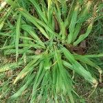 Scilla hyacinthoides Blad