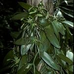 Vanilla planifolia Цвят