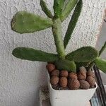 Opuntia maxima Leaf