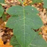 Polymnia canadensis Leaf