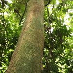 Celtis prantlii Corteza