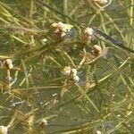 Potamogeton pusillus Leaf