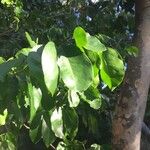 Intsia bijuga 葉
