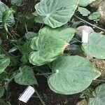 Alocasia cucullata পাতা