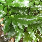 Triplophyllum buchholzii Hoja