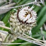 Oritrophium peruvianum Flower