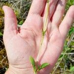 Valeriana dioica 形态