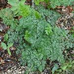 Cnidium silaifolium Habit