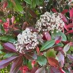 Photinia serrulataFlor