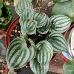 Peperomia argyreia Blad