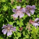 Geranium renardii Flower