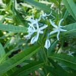 Amsonia tabernaemontana Blomst