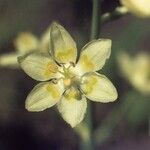 Anticlea elegans Flower