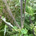 Cirsium heterophyllum Bark