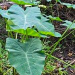 Colocasia esculentaLeaf