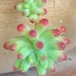Sedum pachyphyllum Levél