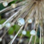 Allium schubertii Fruit