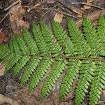 Dicksonia baudouinii Habitus