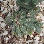 Cereus hildmannianus Folha