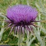 Onopordum macracanthum Blüte