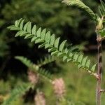 Astragalus alopecurus Blatt