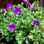 Aubrieta deltoidea 整株植物