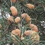 Cedrus deodara Blüte