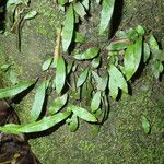 Loxogramme abyssinica Celota