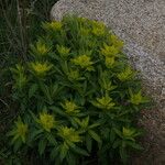 Euphorbia hyberna Çiçek