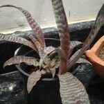 Cryptanthus zonatus Φύλλο