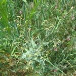 Vaccaria hispanica 形態