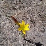 Zephyranthes citrina Fuelha