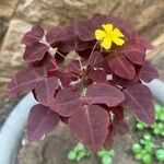 Oxalis hedysaroides Leaf