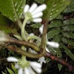 Psychotria schumanniana Corteza