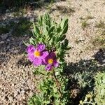 Cistus albidusFlower