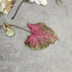 Caladium bicolorLiść