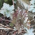 Heuchera micrantha पत्ता